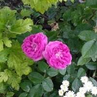 Andreeva Anna
