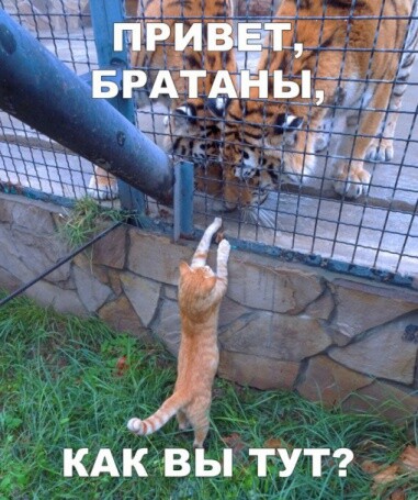 братаны 