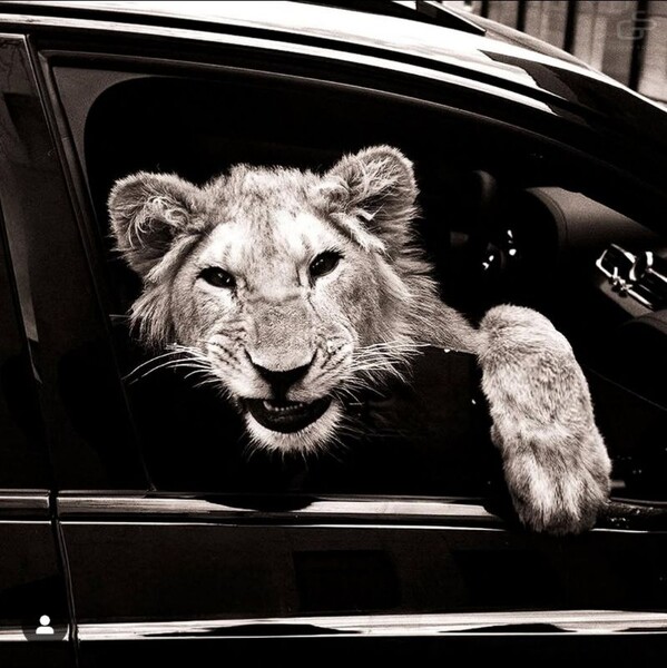 НИКИТА MACAN 