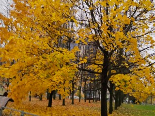 Золотая осень