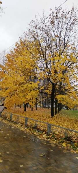 Золотая осень