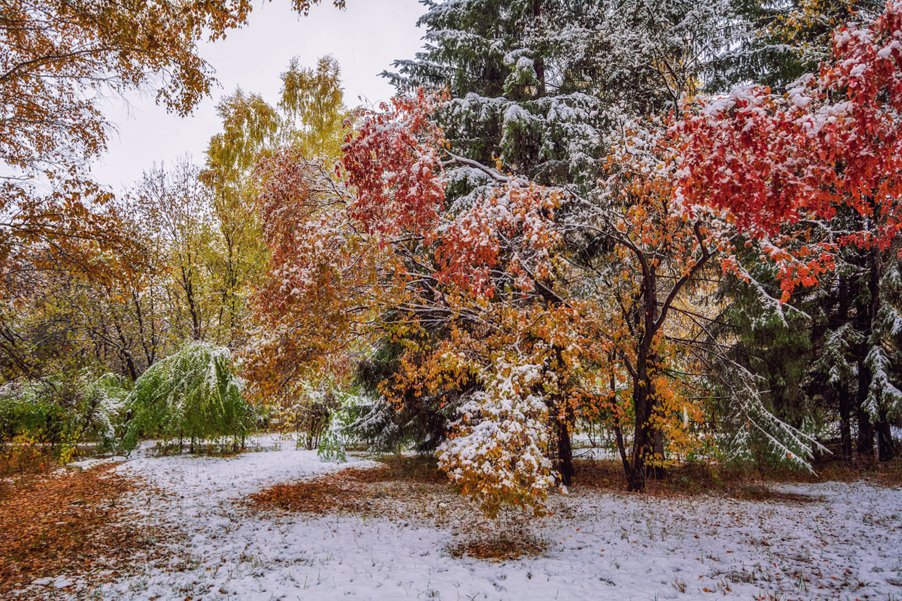 Картинки осень ноябрь. Первый снег. Осень первый снег. Снежная осень. Снег осенью.